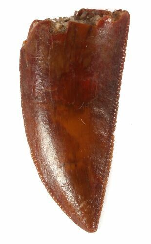 Serrated, Raptor Tooth - Large Size #46990